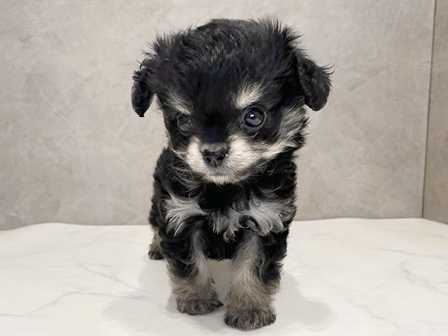千葉県のチワプー/プーチー(チワワ×プードル) (ペッツファーストららぽーとTOKYO-BAY店/2025年12月15日生まれ/男の子/ブラックタン)の子犬の1枚目の画像
