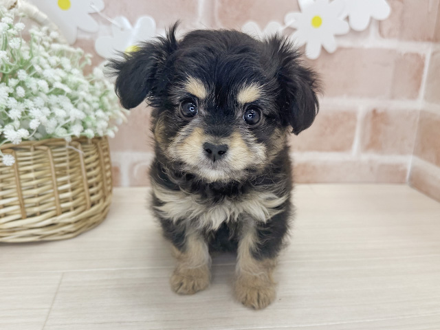 鹿児島県のチワプー/プーチー(チワワ×プードル) (ペッツファースト鹿児島店/2025年12月15日生まれ/女の子/ブラックタン)の子犬の1枚目の画像