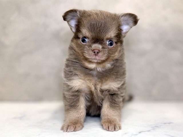 埼玉県のチワワ(ロング) (ペッツファーストPETEMOレイクタウンmori店/2025年12月6日生まれ/男の子/イザベラ)の子犬の1枚目の画像