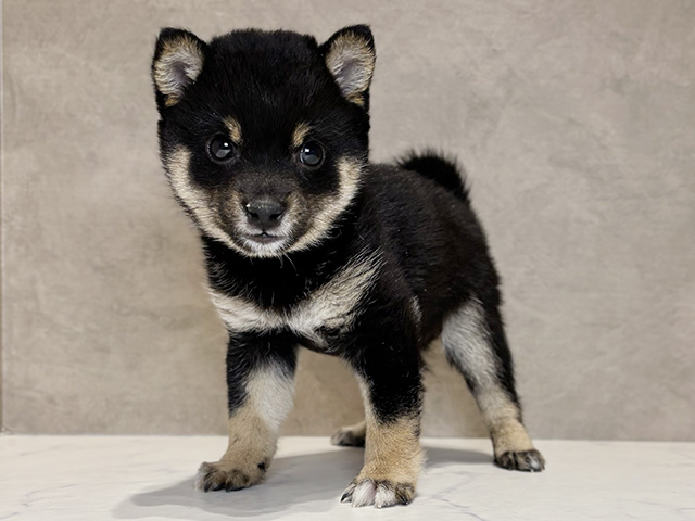 東京都の豆柴 (ペッツファースト神楽坂店/2025年12月14日生まれ/女の子/黒)の子犬の1枚目の画像