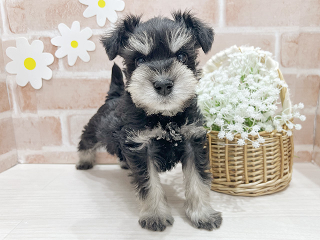 ミニチュアシュナウザー