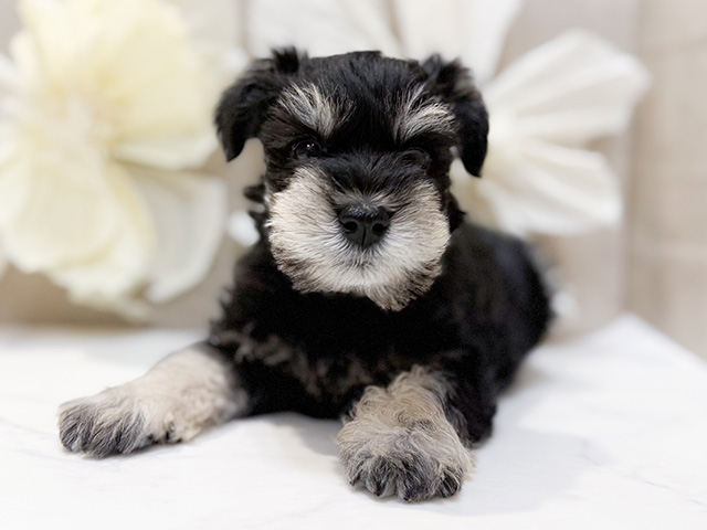 東京都のミニチュアシュナウザー (ペッツファースト恵比寿店/2025年12月15日生まれ/男の子/ブラックシルバー)の子犬の1枚目の画像