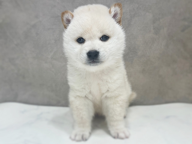 千葉県の豆柴 (ペッツファーストららぽーとTOKYO-BAY店/2025年12月15日生まれ/男の子/白)の子犬の1枚目の画像