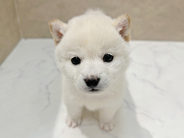 福岡県の豆柴 (ペッツファースト福津店/2025年12月15日生まれ/女の子/白)の子犬の1枚目の画像