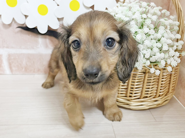 静岡県のカニンヘンダックスフンド(ロング) (ペッツファースト富士南店/2025年12月15日生まれ/男の子/レッド)の子犬の1枚目の画像