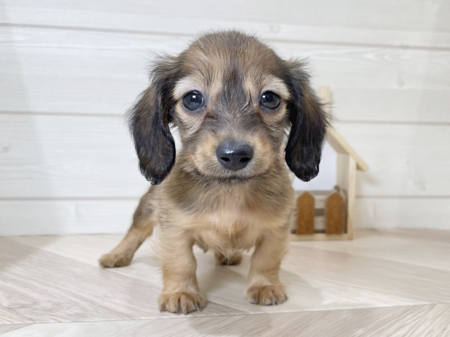 カニヘンダックスフンド