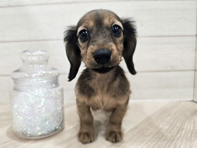 カニヘンダックスフンド