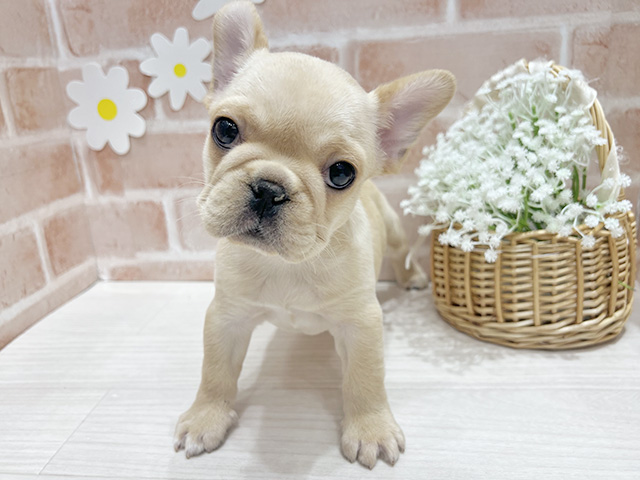 福岡県のフレンチブルドッグ (ペッツファースト筑紫野店/2025年12月15日生まれ/女の子/クリーム)の子犬