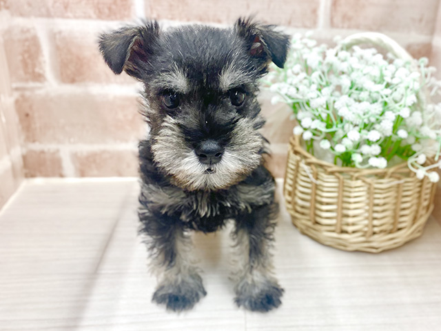 埼玉県のミニチュアシュナウザー (ペッツファースト川越店/2025年12月15日生まれ/男の子/ソルトペッパー)の子犬の1枚目の画像