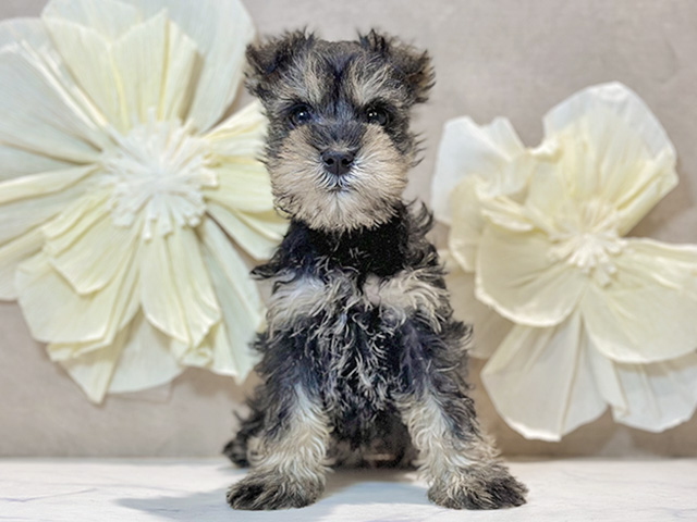 東京都のミニチュアシュナウザー (ペッツファースト原宿店/2025年12月15日生まれ/女の子/ソルトペッパー)の子犬の1枚目の画像