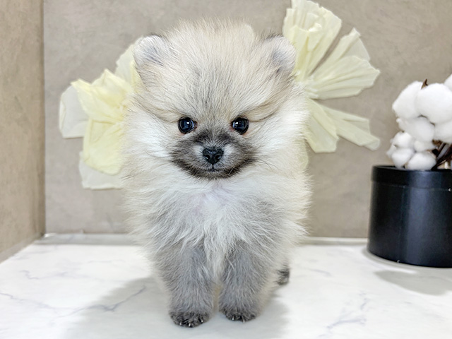 兵庫県のポメラニアン (ペッツファースト神戸三宮センター街店/2025年12月15日生まれ/男の子/クリームセーブル)の子犬の1枚目の画像
