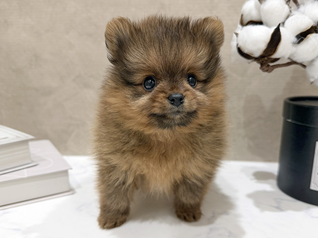 大阪府のポメラニアン (ペッツファースト難波店/2025年12月15日生まれ/女の子/オレンジ)の子犬の1枚目の画像