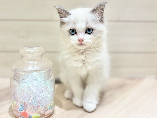 大阪府のラグドール (ペッツファーストららぽーと門真店/2025年12月13日生まれ/女の子/ブルーポイントバイカラー)の子猫