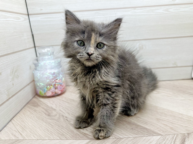 東京都のラガマフィン (ペッツファースト渋谷店/2025年12月12日生まれ/女の子/ブルーパッチドタビー)の子猫