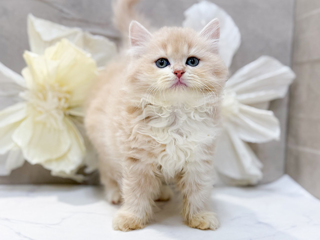 東京都のラガマフィン (ペッツファースト恵比寿店/2025年12月13日生まれ/女の子/クリームタビーホワイト)の子猫