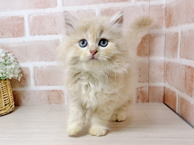 広島県のラガマフィン (ペッツファースト広島本通店/2025年12月13日生まれ/男の子/クリームタビーホワイト)の子猫の1枚目の画像