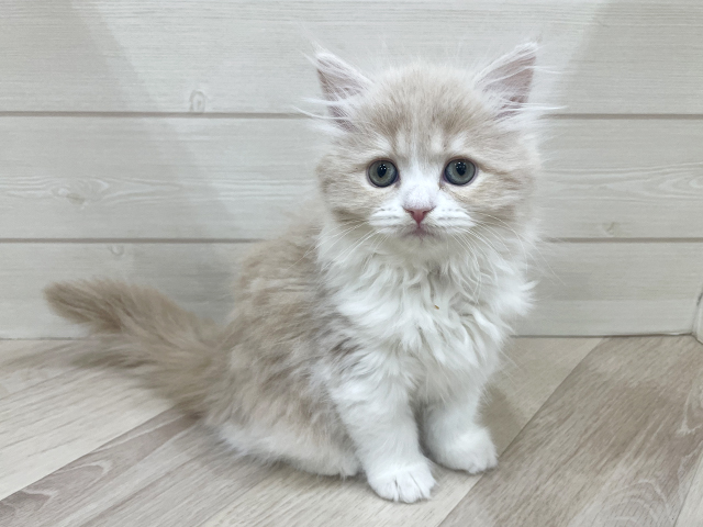 福岡県のラガマフィン (ペッツファースト福岡天神店/2025年12月14日生まれ/女の子/クリームタビーホワイト)の子猫の1枚目の画像