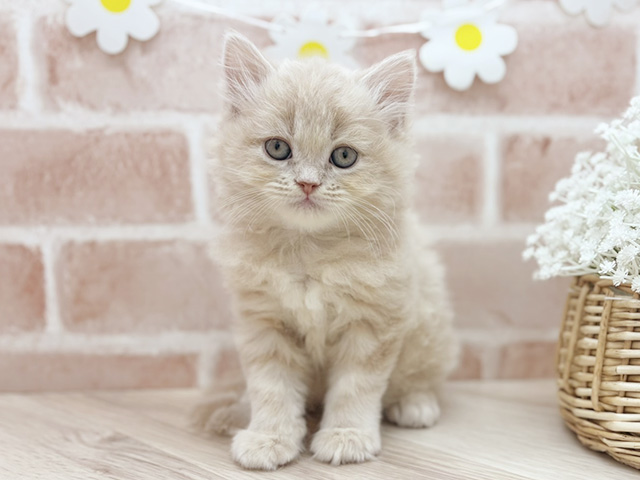 東京都のサイベリアン (ペッツファーストfor cats武蔵小山店/2025年12月15日生まれ/男の子/クリームタビー)の子猫の1枚目の画像