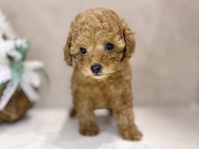 大阪府のトイプードル(タイニー) (ペッツファースト茶屋町店/2025年12月15日生まれ/女の子/レッド)の子犬の1枚目の画像