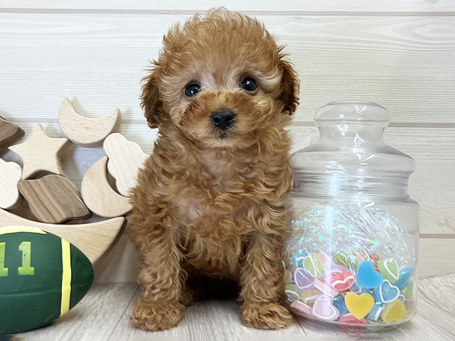 愛知県のトイプードル(タイニー) (ペッツファースト大高店/2025年12月15日生まれ/男の子/アプリコット)の子犬の1枚目の画像