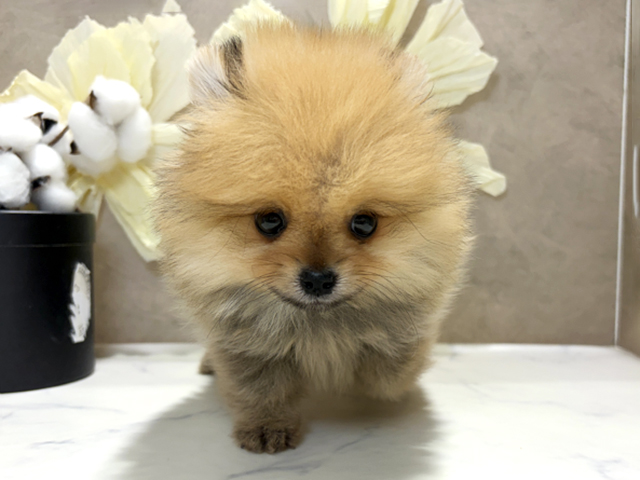 兵庫県のポメラニアン (ペッツファースト神戸三宮センター街店/2025年12月15日生まれ/男の子/オレンジ)の子犬の1枚目の画像