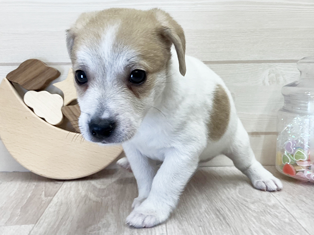 ジャックラッセルテリア, 性別 男の子, 誕生日 2025/12/15, 毛色 タンホワイト, 出身 岡山県, 店舗 大高店(愛知県), お問い合わせ番号 2554912