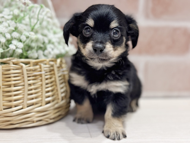 大阪府のチワックス(チワワ×ダックス) (ペッツファースト北心斎橋店/2025年12月14日生まれ/男の子/ブラッククリーム)の子犬