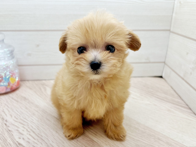 東京都のチワプー/プーチー(チワワ×プードル) (ペッツファースト渋谷店/2025年12月15日生まれ/女の子/アプリコット)の子犬の1枚目の画像