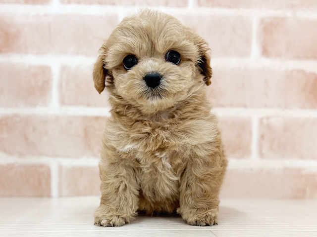 埼玉県のペキプー(ペキニーズ×プードル) (ペッツファーストさいたま新都心店/2025年12月15日生まれ/男の子/アプリコット)の子犬の1枚目の画像