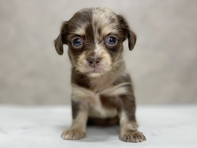 東京都のチワックス(チワワ×ダックス) (ペッツファースト池袋店/2025年12月15日生まれ/女の子/チョコレートダップル)の子犬の1枚目の画像