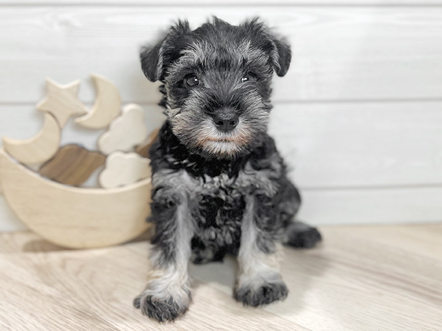 ミニチュアシュナウザー