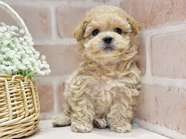 大阪府のマルプー(マルチーズ×プードル) (ペッツファースト北心斎橋店/2025年12月15日生まれ/男の子/アプリコットホワイト)の子犬の1枚目の画像