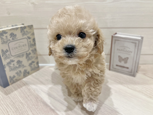 愛知県のマルプー(マルチーズ×プードル) (ペッツファースト岡崎店/2025年12月15日生まれ/男の子/アプリコットホワイト)の子犬の1枚目の画像