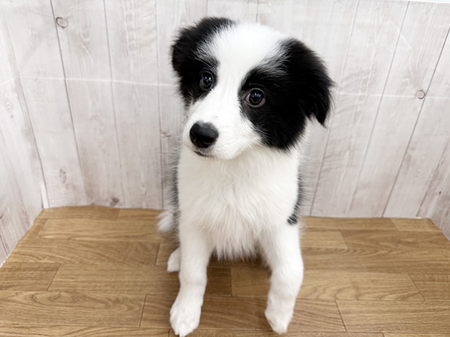 ボーダーコリー, 性別 男の子, 誕生日 2025/12/16, 毛色 ブラックホワイト, 出身 三重県, 店舗 埼玉大井店(埼玉県), お問い合わせ番号 100860163