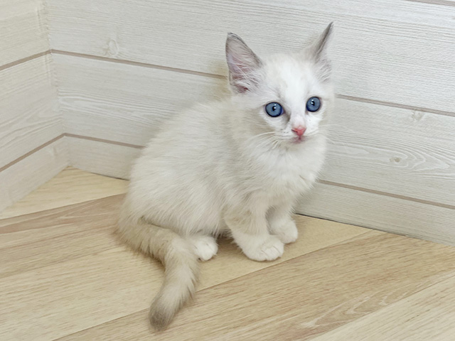 神奈川県のラグドール (ペッツファースト横須賀店/2025年12月16日生まれ/男の子/ブルーポイントバイカラー)の子猫の1枚目の画像