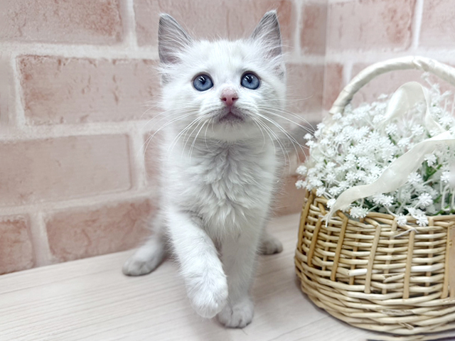 大阪府のラグドール (ペッツファースト茨木店/2025年12月16日生まれ/女の子/ブルーポイントバイカラー)の子猫の1枚目の画像