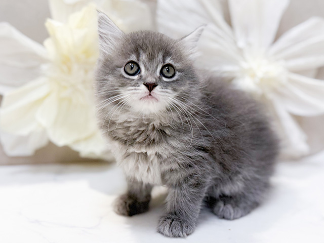 東京都のサイベリアン (ペッツファースト恵比寿店/2025年12月9日生まれ/女の子/ブルータビー)の子猫の1枚目の画像