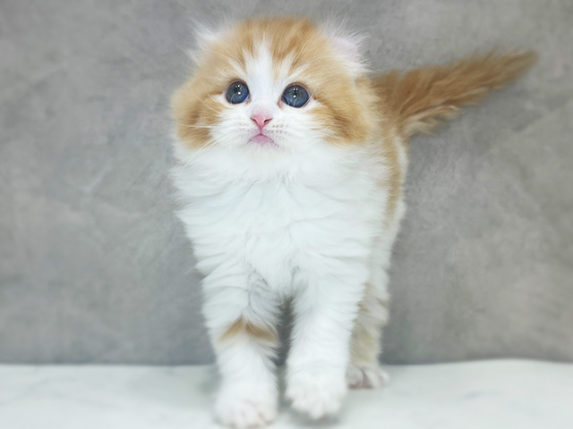 アメリカンカール