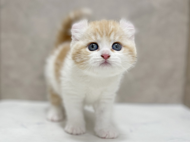 アメリカンカール