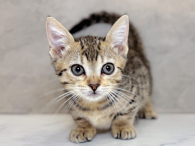 埼玉県のジェネッタ (ペッツファーストPETEMOレイクタウンmori店/2025年12月7日生まれ/女の子/ブラウンスポットタビー)の子猫