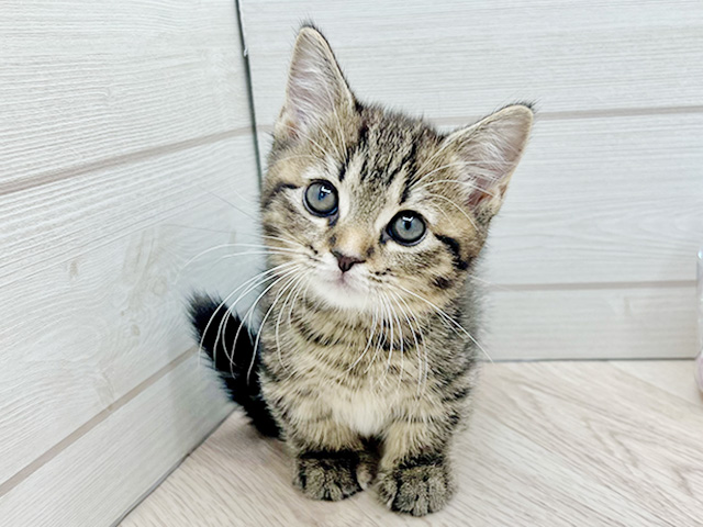 東京都のジェネッタ (ペッツファースト渋谷店/2025年12月13日生まれ/女の子/ブラウンパッチドスポッテッドタビー)の子猫の1枚目の画像