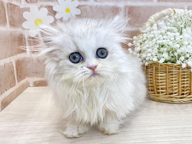 福岡県のミヌエット (ペッツファースト筑紫野店/2025年12月12日生まれ/女の子/シルバーパッチドティックドタビーホワイト)の子猫の1枚目の画像