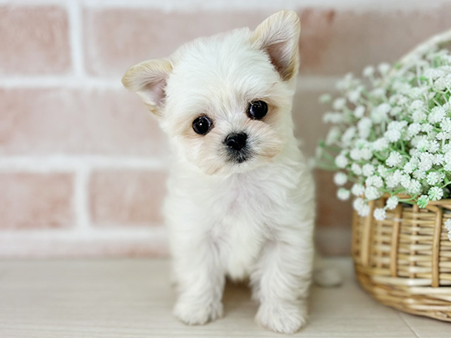 チワマル, 性別 男の子, 誕生日 2025/12/16, 毛色 クリーム, 出身 佐賀県, 店舗 京都店(京都府), お問い合わせ番号 2535659