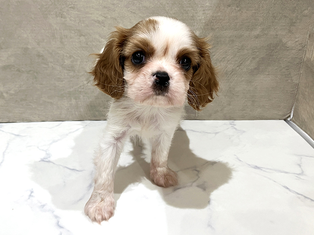 キャバリアキングチャールズスパニエル, 性別 女の子, 誕生日 2025/12/16, 毛色 ブレンハイム, 出身 福岡県, 店舗 中野店(東京都), お問い合わせ番号 2535675