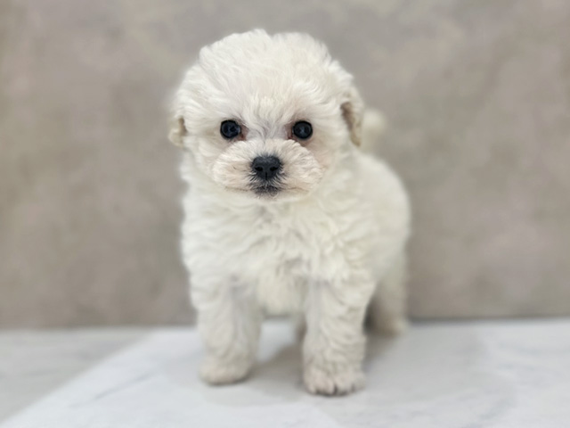 京都府のトイプードル(タイニー) (ペッツファースト京都四条河原町店/2025年12月16日生まれ/女の子/ホワイト)の子犬の1枚目の画像