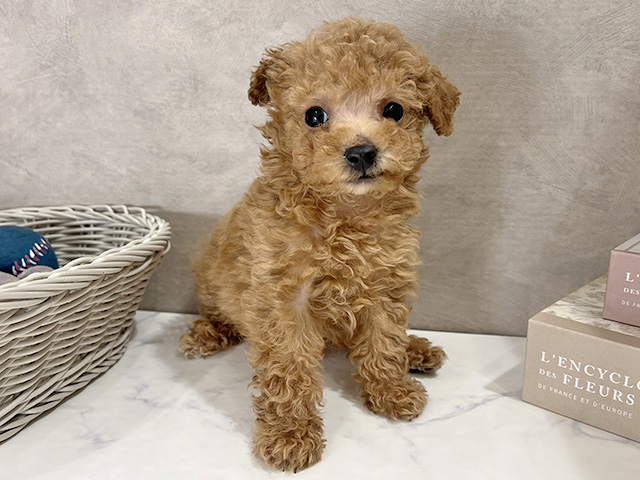 東京都のトイプードル(ティーカップ) (ペッツファースト武蔵小山店/2025年12月16日生まれ/女の子/アプリコット)の子犬の1枚目の画像