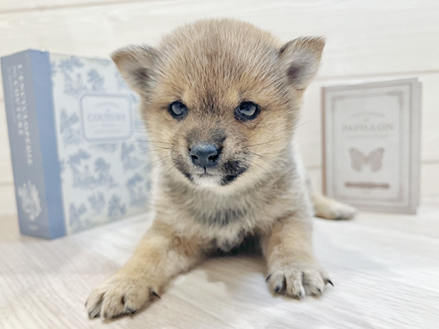 極小豆柴, 性別 男の子, 誕生日 2025/12/13, 毛色 赤, 出身 熊本県, 店舗 岡崎店(愛知県), お問い合わせ番号 2535690
