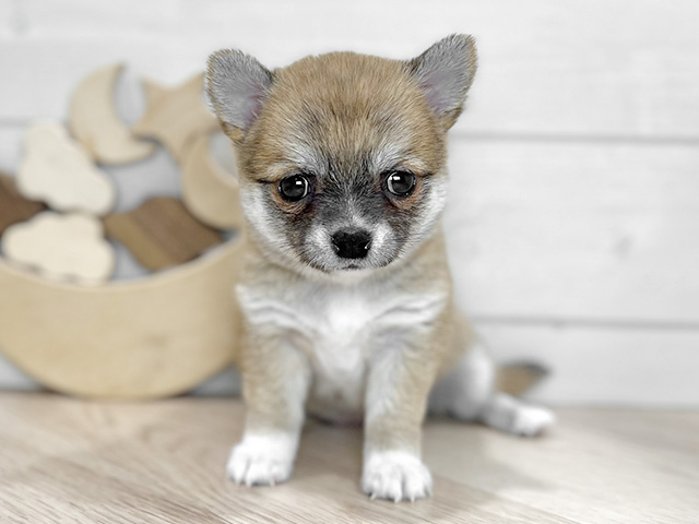 東京都のチワ柴/柴チワ/チワシバ(チワワ×柴) (ペッツファースト吉祥寺本店/2025年12月16日生まれ/女の子/赤)の子犬