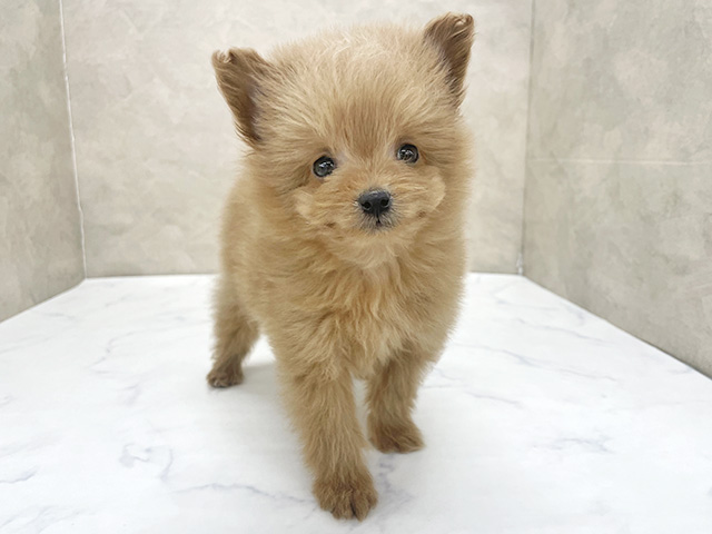 東京都のポメプー(ポメラニアン×プードル) (ペッツファースト八王子多摩美大前店/2025年12月16日生まれ/男の子/レッド)の子犬の1枚目の画像