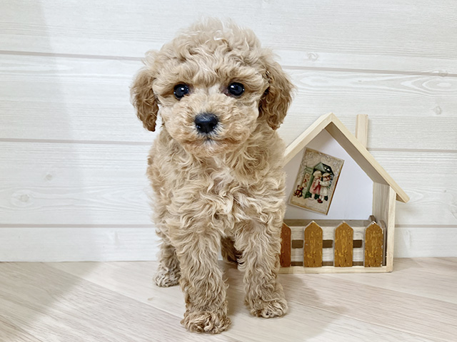 鳥取県のトイプードル(トイ) (ペッツファースト日吉津店/2025年12月16日生まれ/女の子/アプリコット)の子犬の1枚目の画像